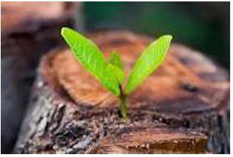 Emerged - Move out of or away from something and become visible.