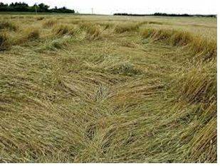 Lodged - Flattened by wind or rain.