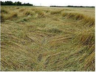 Lodged - Flattened by wind or rain.