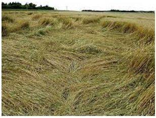 Lodged - Flattened by wind or rain.