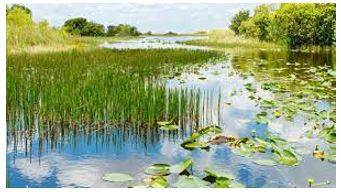 Swamped - To cover or fill something with water