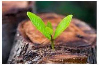 Emerging - Move out of or away from something and become visible.