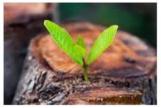 Emerges - Move out of or away from something and become visible.