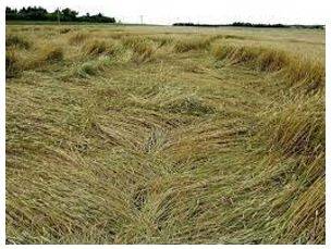 Lodged - Flattened by wind or rain.