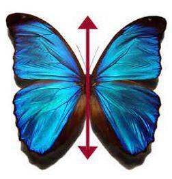 Bilateral - Having or relating to two sides; affecting both sides.