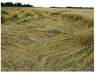Lodging - Flattened by wind or rain.