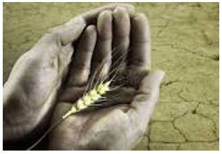 Starvation - Suffering or death caused by lack of food.