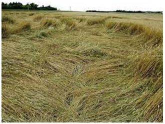 Lodged - Flattened by wind or rain.