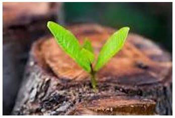 Emerged - Move out of or away from something and become visible.