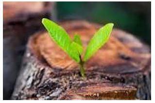 Emerged - Move out of or away from something and become visible.