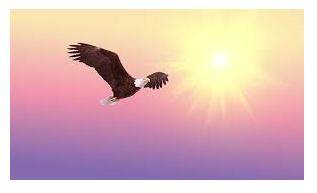 Soaring - To fly high in the air.