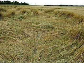 Lodged - Flattened by wind or rain.