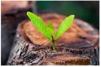 Emerges - Move out of or away from something and become visible.