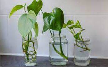 Propagated - Spread and promote (an idea, theory, etc.) widely.