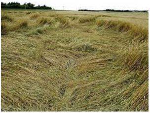Lodged - Flattened by wind or rain.