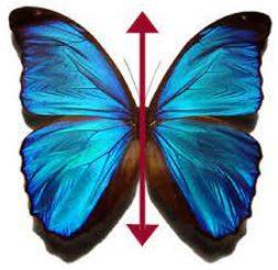 Bilateral - Having or relating to two sides; affecting both sides.