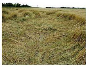 Lodged - Flattened by wind or rain.