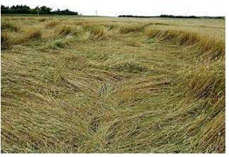 Lodged - Flattened by wind or rain.