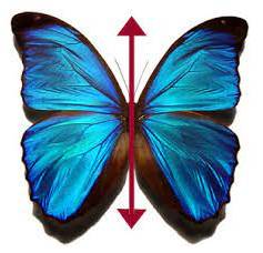 Bilateral - Having or relating to two sides; affecting both sides.