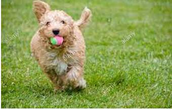 Retrieving - To get something back from the place where it was left or lost.