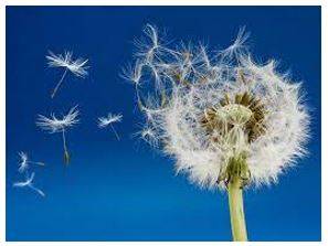 Disperse - To separate and go in different directions.
