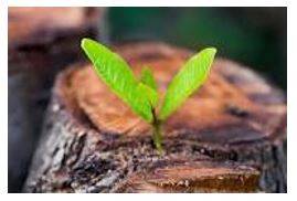 Emerged - Move out of or away from something and become visible.