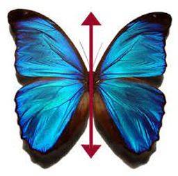 Bilateral - Having or relating to two sides; affecting both sides.