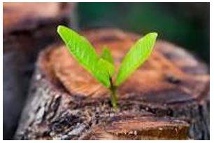 Emerges - Move out of or away from something and become visible.