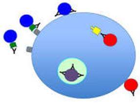 Neutrality - Make (something) ineffective by applying an opposite force or effect.