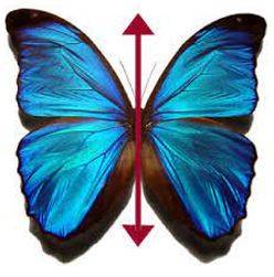 Bilateral - Having or relating to two sides; affecting both sides.