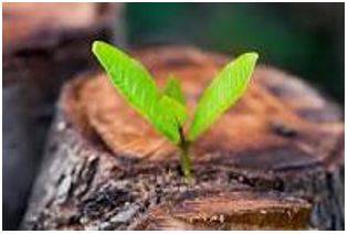 Emerging - Move out of or away from something and become visible.