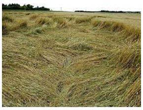 Lodged - Flattened by wind or rain.