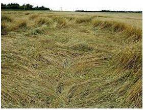 Lodged - Flattened by wind or rain.