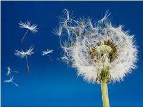 Dispersed - To separate and go in different directions