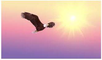 Soaring - To fly high in the air.