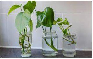 Propagating - Spread and promote (an idea, theory, etc.) widely.