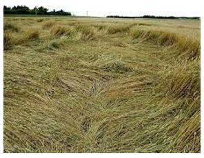 Lodged - Flattened by wind or rain.