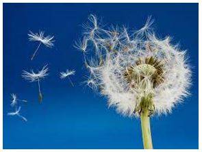 Dispersed - To separate and go in different directions.