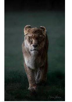 Fiercely - Having or displaying an intense or ferocious aggressiveness.