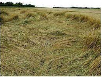 Lodged - Flattened by wind or rain.