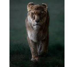Fierce - Having or displaying an intense or ferocious aggressiveness.