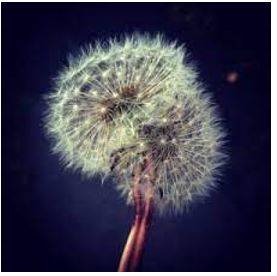Fragile - Easily broken or damaged.