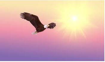 Soared - To fly high in the air.