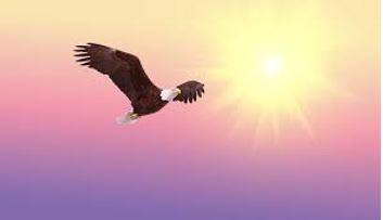 Soaring - To fly high in the air.