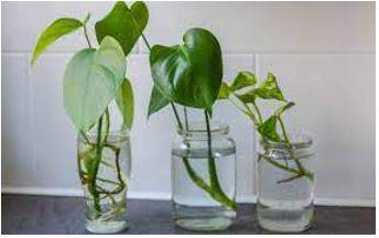 Propagated - Spread and promote (an idea, theory, etc.) widely.