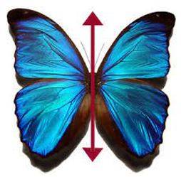 Bilateral - Having or relating to two sides.