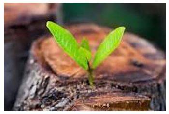 Emerging - Move out of or away from something and become visible.