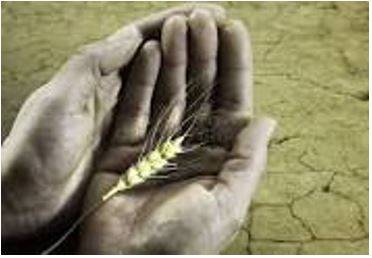 Starving - Suffering or death caused by lack of food.
