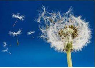 Disperse - To separate and go in different directions.