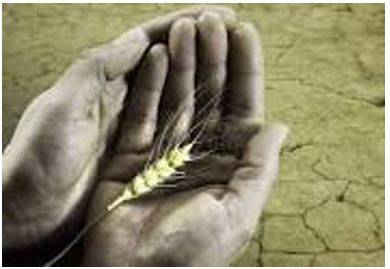 Starve - Suffering or death caused by lack of food.
